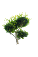 Tree isolated on PNG background, collection of trees can be illustrated.