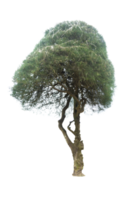 Tree isolated on PNG background, collection of trees can be illustrated.