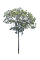 boom geïsoleerd Aan PNG achtergrond, verzameling van bomen kan worden geïllustreerd.