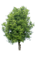 Tree isolated on PNG background, collection of trees can be illustrated.