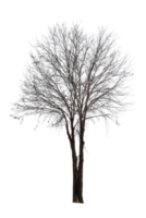 Tree isolated on PNG background, collection of trees can be illustrated.