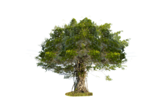 albero isolato su png sfondo, collezione di alberi può essere illustrato.