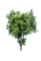 Tree isolated on PNG background, collection of trees can be illustrated.