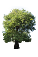 albero isolato su png sfondo, collezione di alberi può essere illustrato.