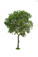 Tree isolated on PNG background, collection of trees can be illustrated.