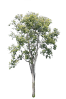 boom geïsoleerd Aan PNG achtergrond, verzameling van bomen kan worden geïllustreerd.