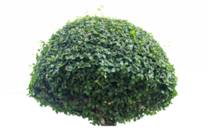 árbol aislado sobre fondo png, se puede ilustrar una colección de árboles. png