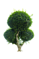 albero isolato su png sfondo, collezione di alberi può essere illustrato.