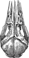 Curlew Skull, vintage illustration. vector