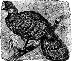 Pheasant or Phasianidae , vintage illustration. vector