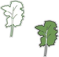 Fresh kale, illustration, vector on white background.