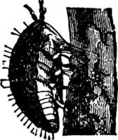 filoxera o phylloxeridae, ilustración vintage. vector