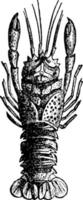 Lobster Fossil, vintage illustration. vector