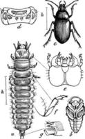 escarabajo de tierra, ilustración vintage. vector