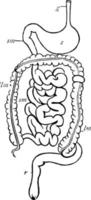 Digestive system, vintage illustration. vector