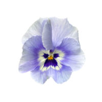 Light white violet flower, pansies, close-up,  photo png