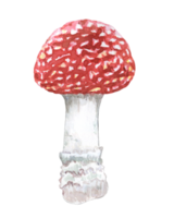 agárico vermelho em uma perna alta, cogumelo venenoso, ilustração em aquarela png