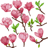 magnolia flowers and buds, pink flowers and buds, set of elements, hand drawn design elements png
