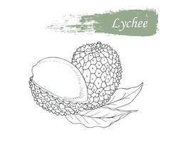 Lychee in black and white, drawn by hand. Sketch done in retro style. vector