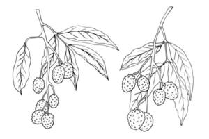 Litchi branches are black and white isolated on a white background. Outline illustration in sketch style. vector