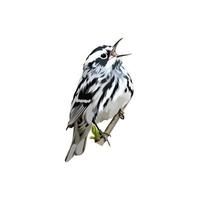 Black and white warbler vector