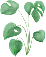 cutout monstera leaf watercolor simplicity painting. png