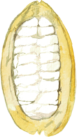 uitknippen cacao fruit eenvoud waterverf schilderen. png