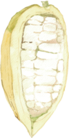 découpe aquarelle de simplicité de fruit de cacao. png