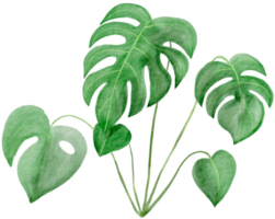 cutout monstera leaf watercolor simplicity painting. png