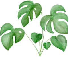 peinture de simplicité aquarelle feuille de monstera découpée. png