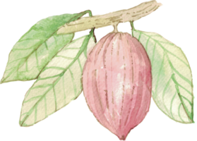 découpe aquarelle de simplicité de fruit de cacao. png