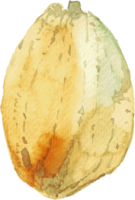 découpe aquarelle de simplicité de fruit de cacao. png