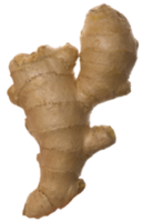 ginger on transparent background png