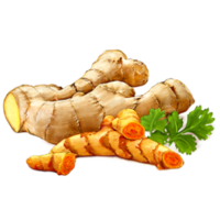 ginger on transparent background png