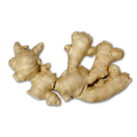 ginger on transparent background png