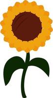 Sunflower, illustration, vector on white background.