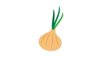 Onion bulb with green leaves and bud on white background. Spice, organic vector