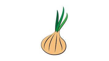 yellow onion with half piece of onions vector illustration