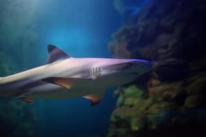 Blacktip Reef sharks swimming in tropical waters over coral reef photo