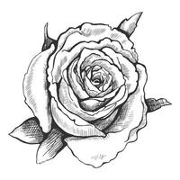 Drawn graphic rose. Vector illustration isolated on white background.