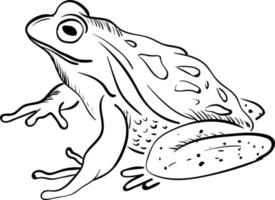 Sketch of a frog, vector or color illustration.