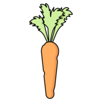 Juicy and ripe carrots png