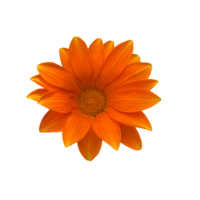 hermosa flor de crisantemo naranja brillante, margarita, vista superior, foto png