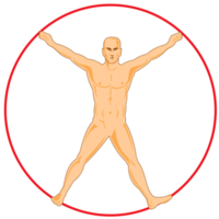 male human anatomy standing png