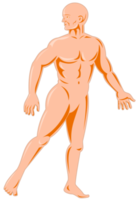manlig mänsklig anatomi stående png