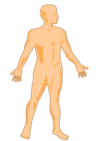 anatomía humana masculina de pie png