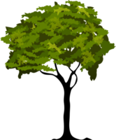 Organic Tree Illustration png