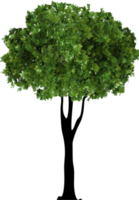 Organic Tree Illustration png