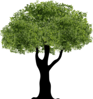 Organic Tree Illustration png