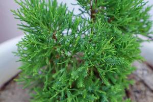 Hollywood Juniper, everygreen tree, Juniper Berries photo